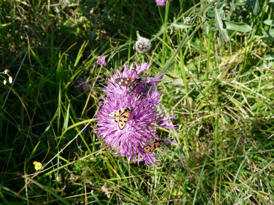 Picture of cirsium acaule flowers in the green grass