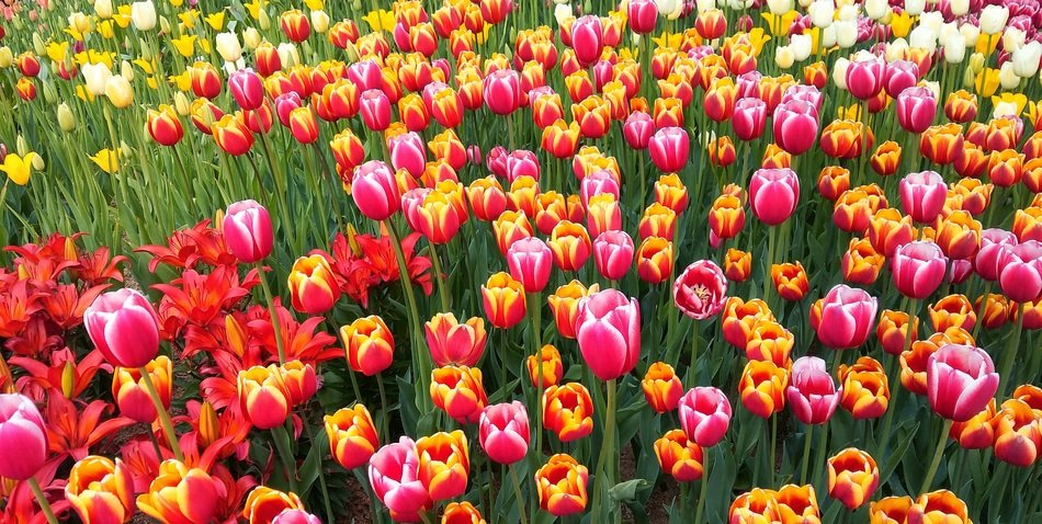 hundreds of tulip flowers