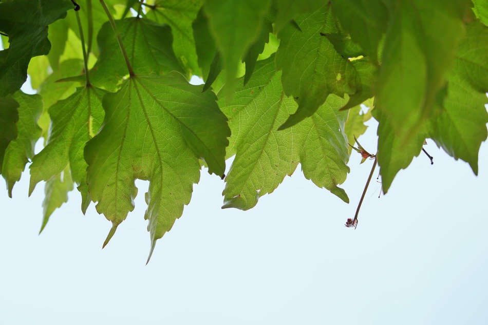 vine leaves on the blue sky