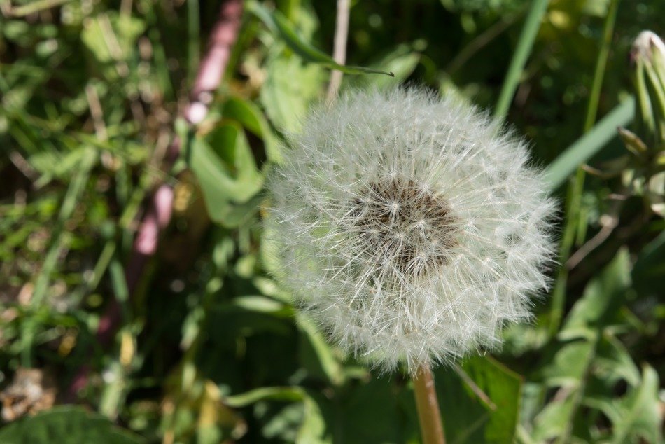 macro photo of common dandelion in spring