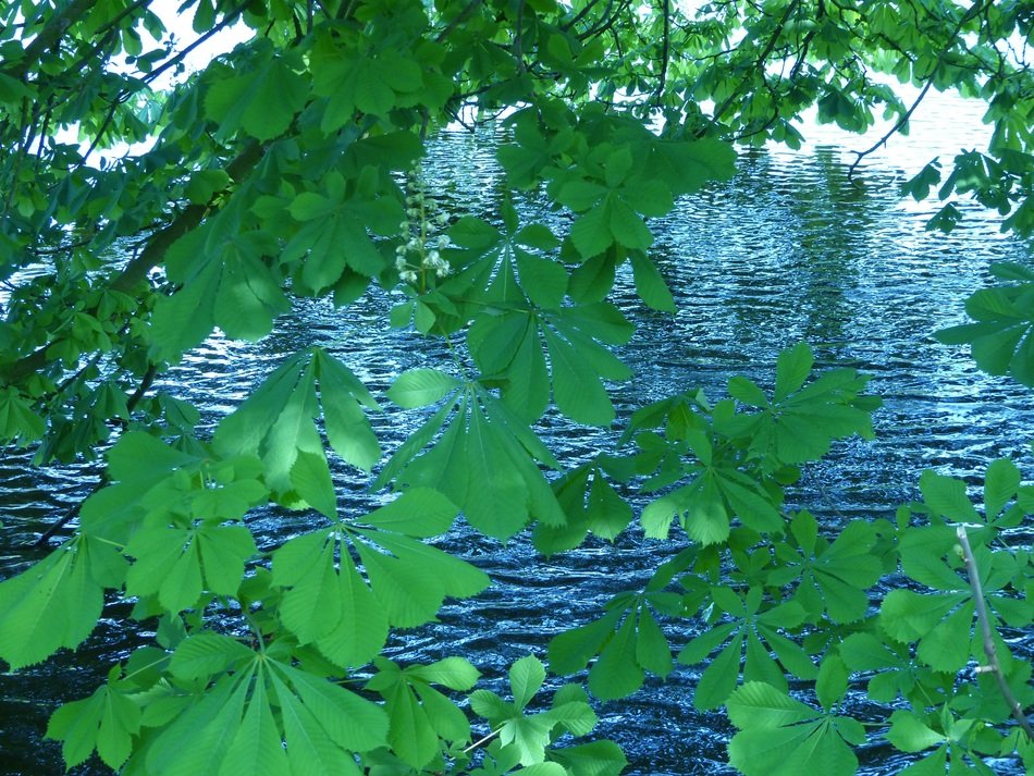 green leaves of chestnut on a background of lake