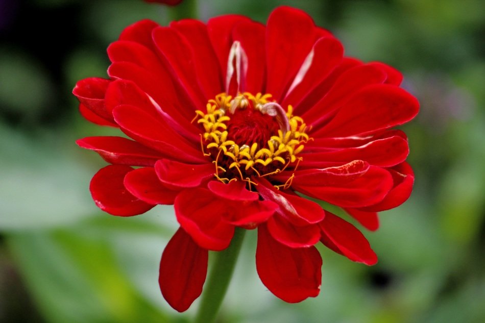 bright red zinnia