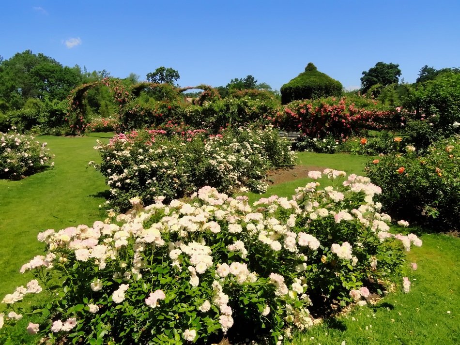 elizabeth park in connecticut with beautiful flowers