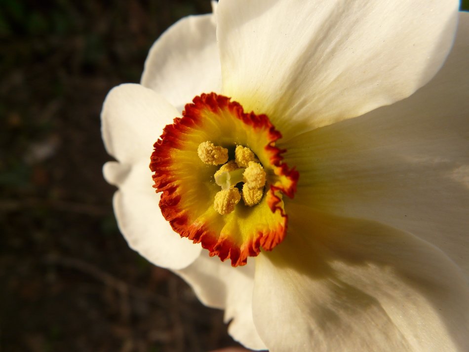 white daffodil close-up on a dark background