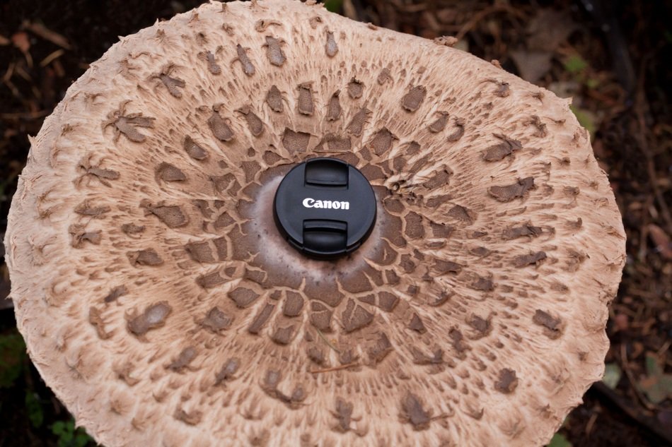 the detail lies on the mushroom cap