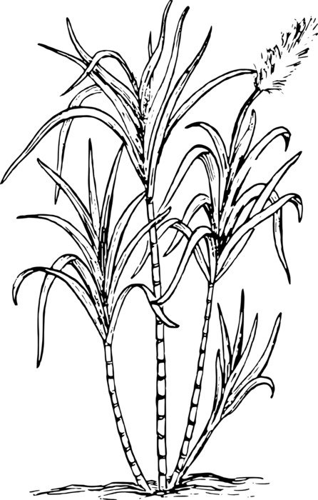 black and white drawing of algae plants on a white background