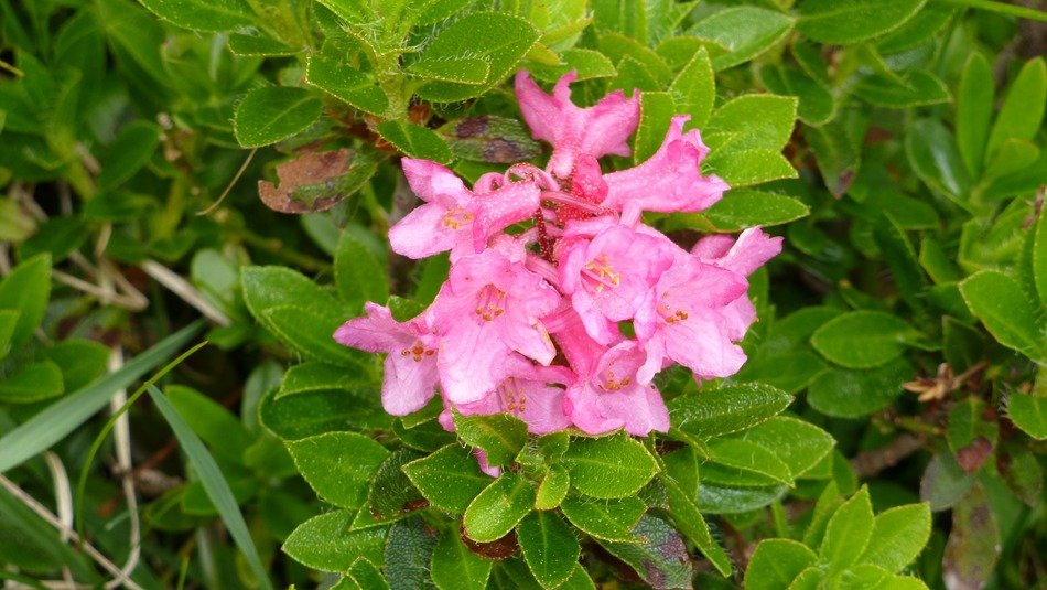 pink mountain flowers in Allgäu