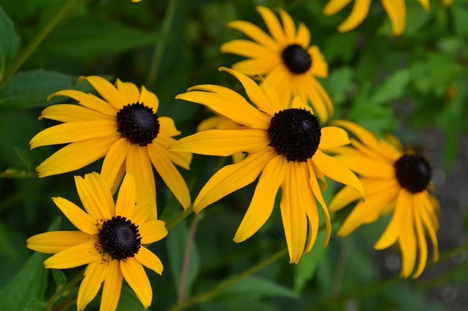 Yellow echinacea flowers in the garden free image download