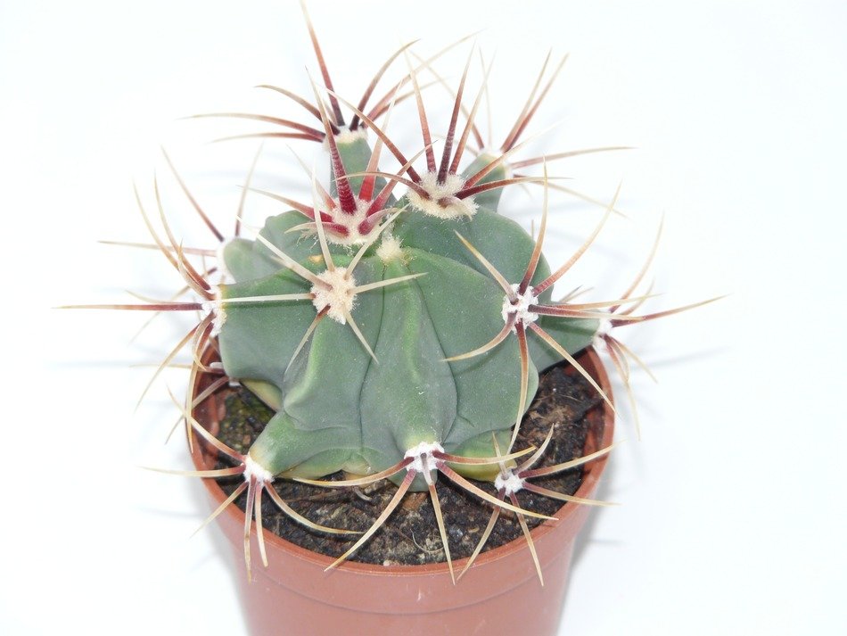 Ferocactus in the pot