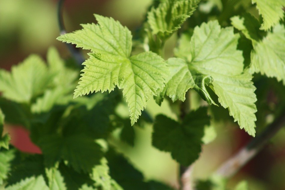 closeup photo of green leaves of the garden currant