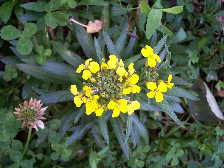 treacle mustard, wormseed wallflower, blooming plant, top view