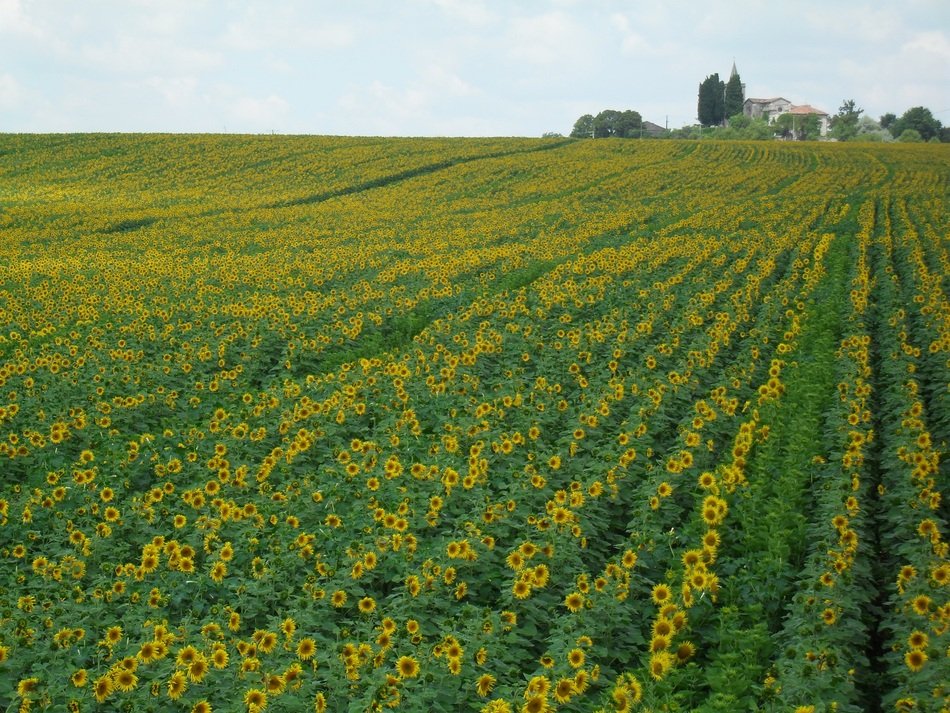 landscape of the sunflower field
