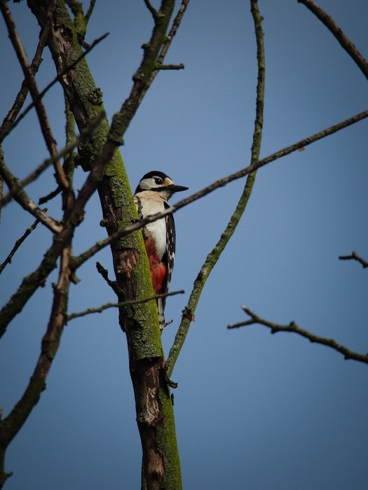 woodpecker on the tree