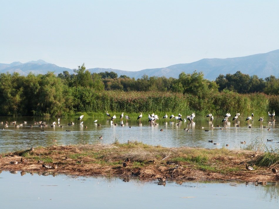 waterbirds on wetland, spain, empordà