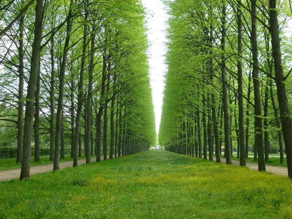 green alley in a park in Celle
