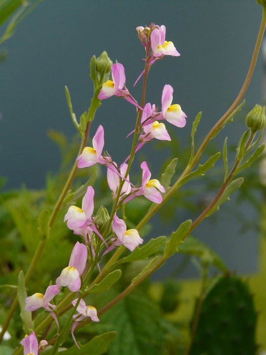 toadflax flowers on the bush