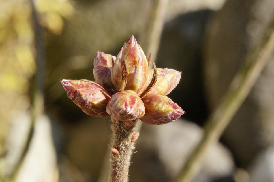 awakening a tree in spring