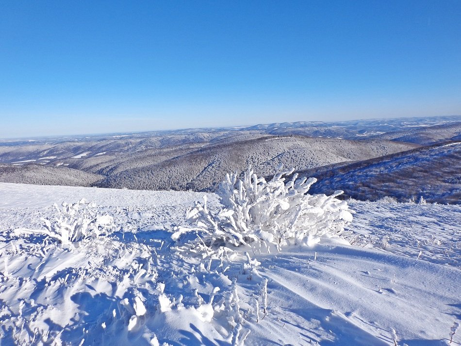 frozen bush on the top of the mountain