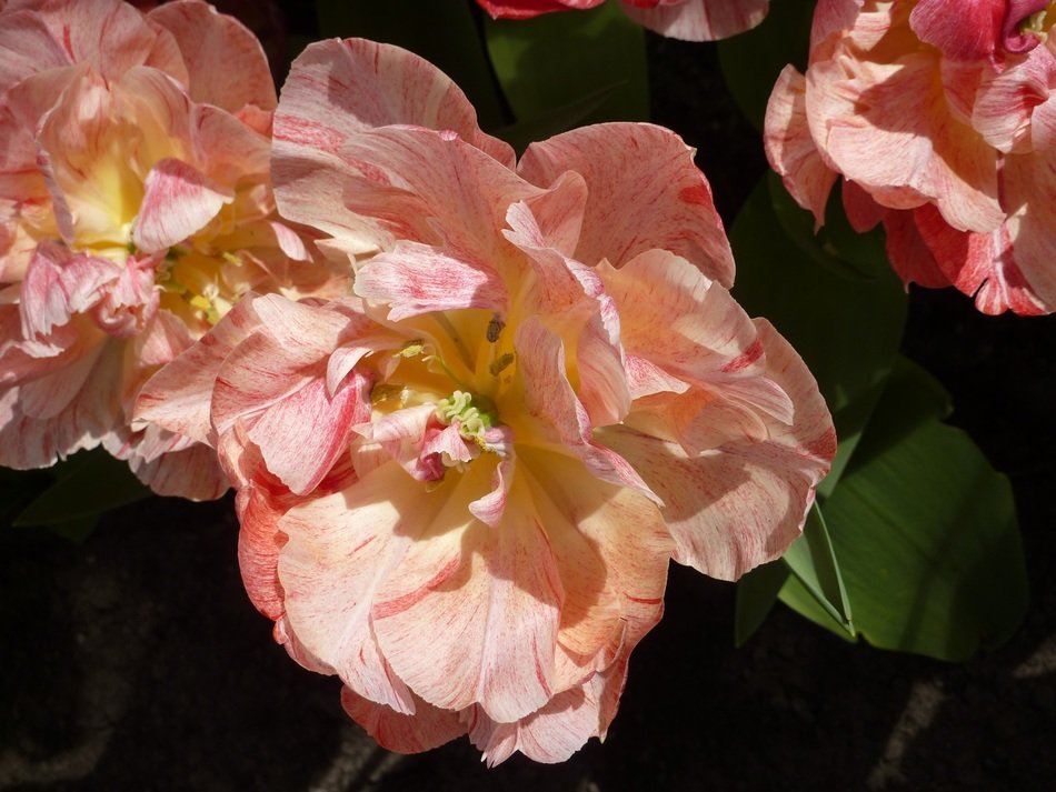 Holland tulip blossom