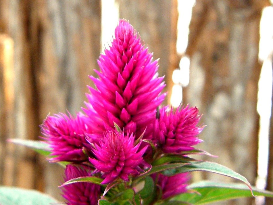 Beautiful blooming bright purple plant with green leavess