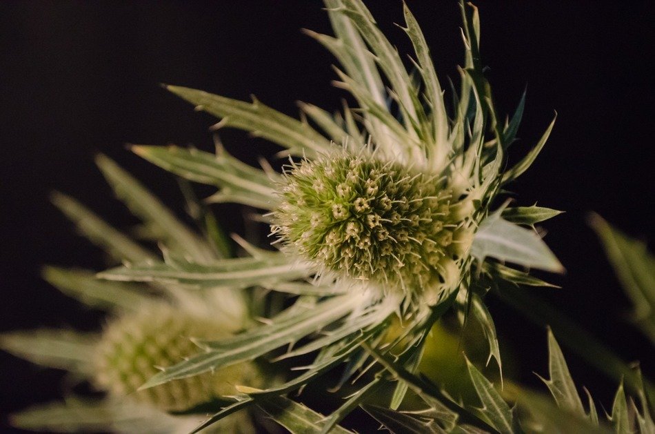 Close-up of the beautiful and colorful thistle flowerheads