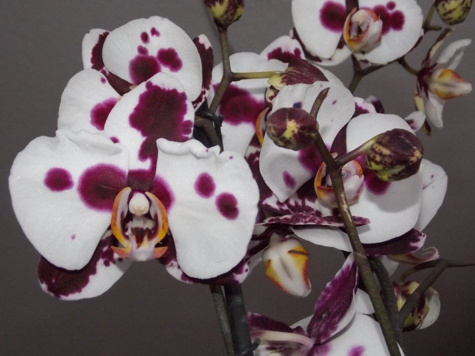 closeup photo of white orchid with red dots