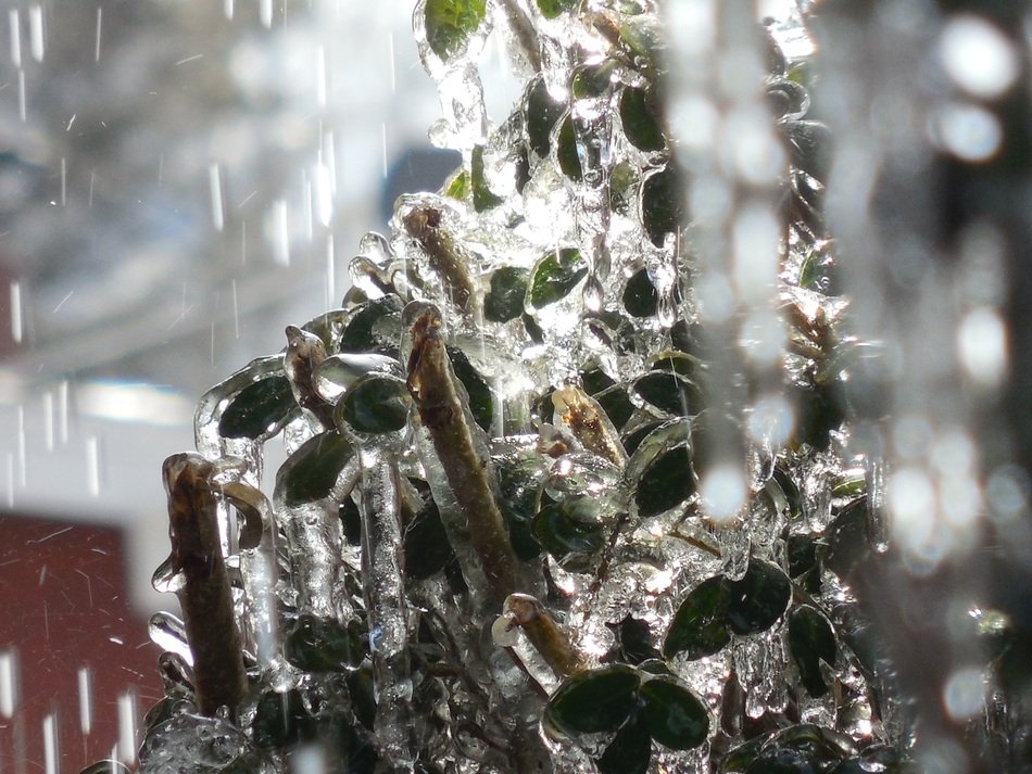 rain and crystal ice on the plant