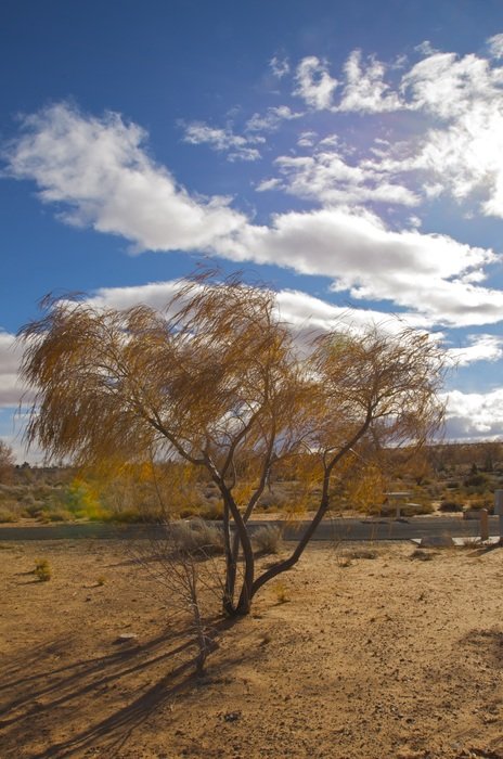 Autumn landscape of the tree