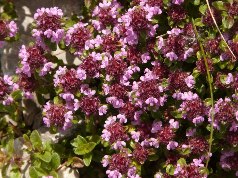 Campion is a wild pink