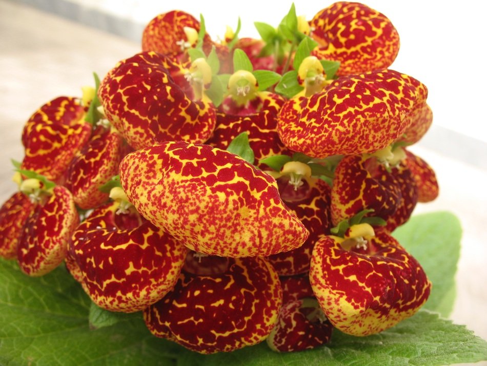 Slipper flowers, Calceolaria in bloom
