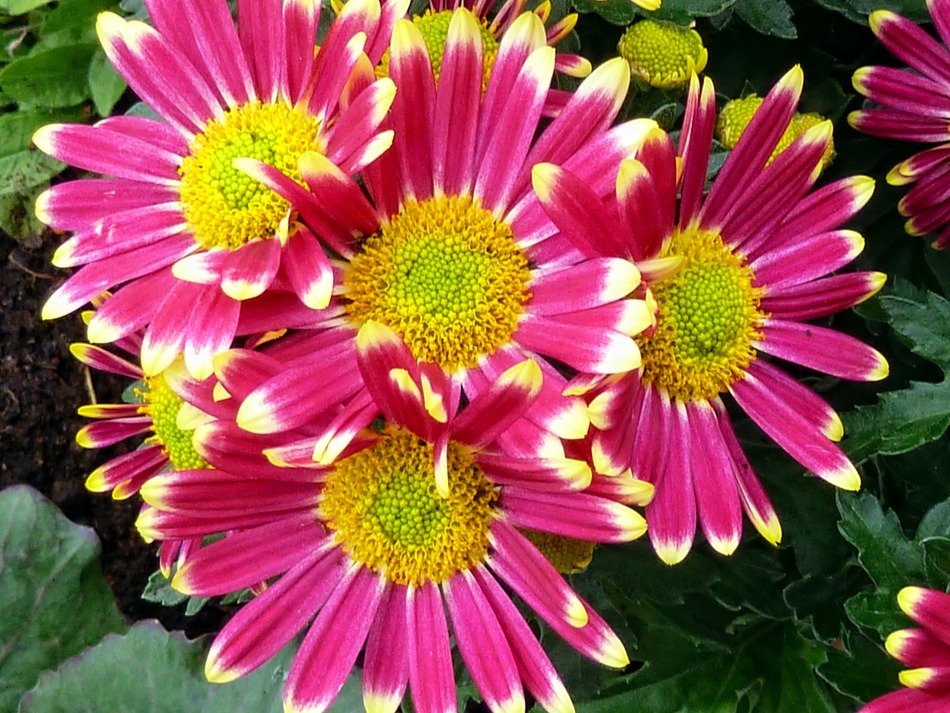 picture of the bright pink and yellow flowers