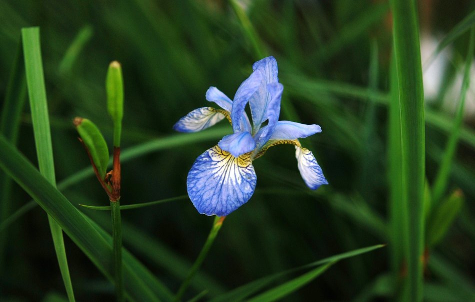 single blue iris