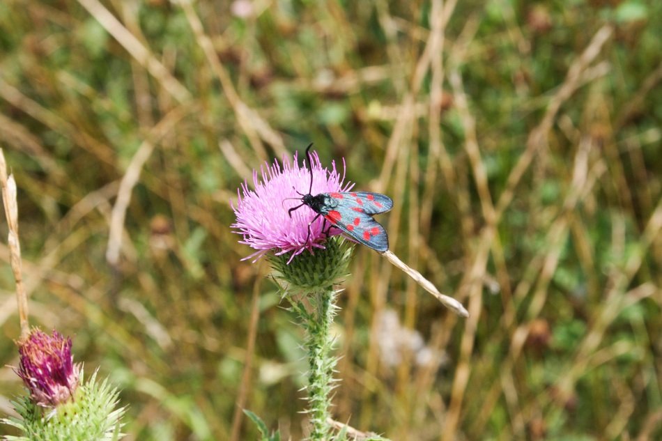 insect plant flora flower macro