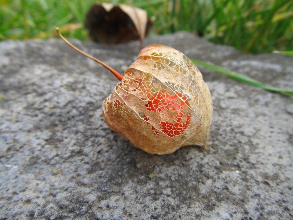flower Physalis on a stone on a blurred background