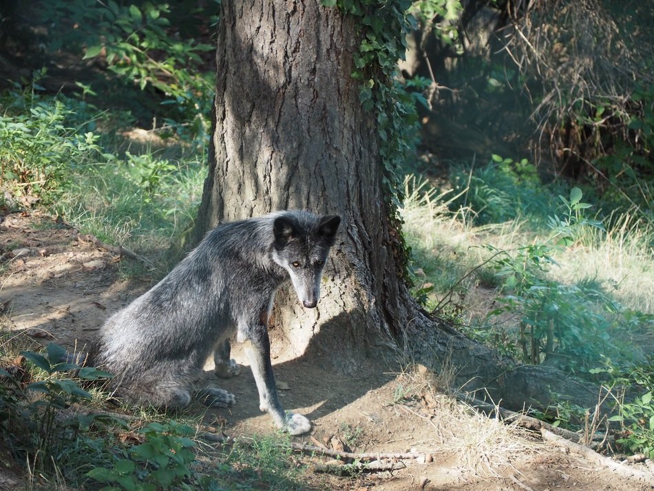 timberwolf in the zoo