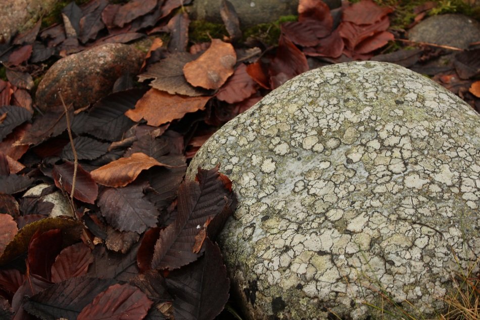stone and leaf