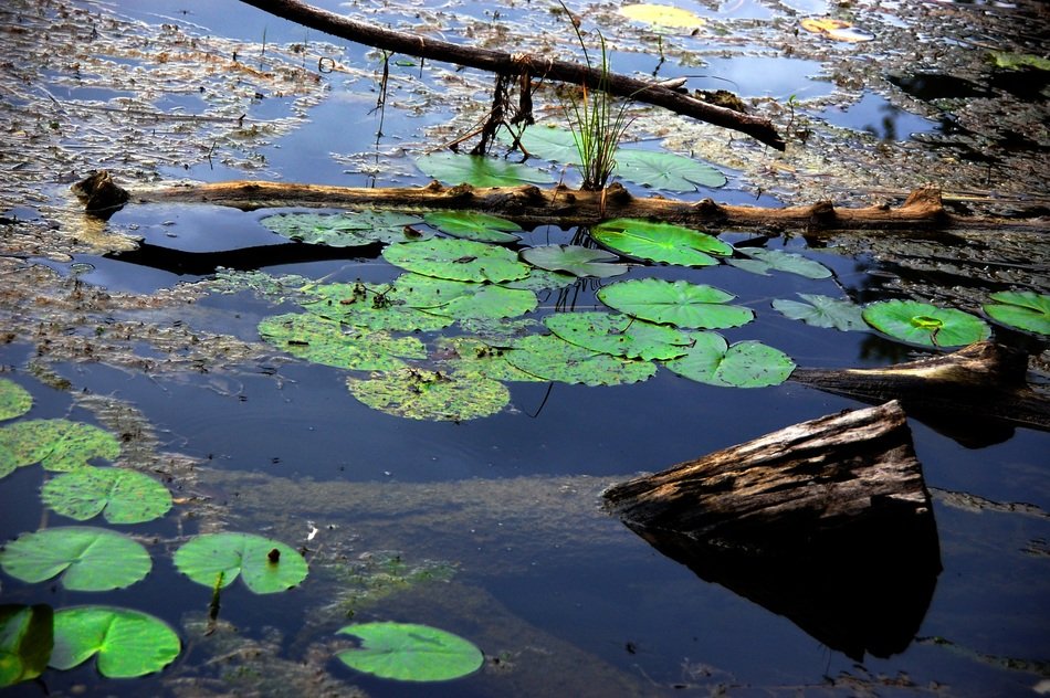 green water lilies in a pond in a forest