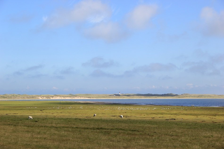 sheep on the North Sea coast, germany, sylt