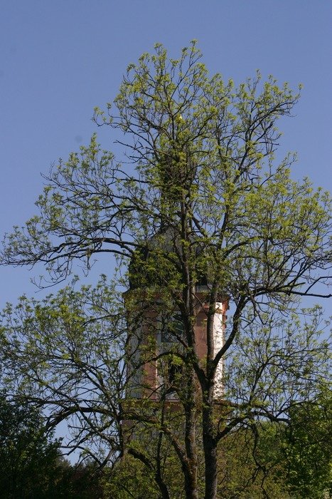 steeple behind spring trees at sky, germany, altmÃ¼hltal nature park