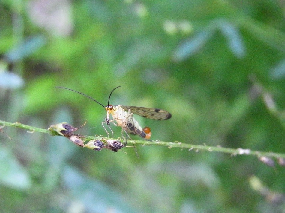 insect on a thin stem of a plant in the forest