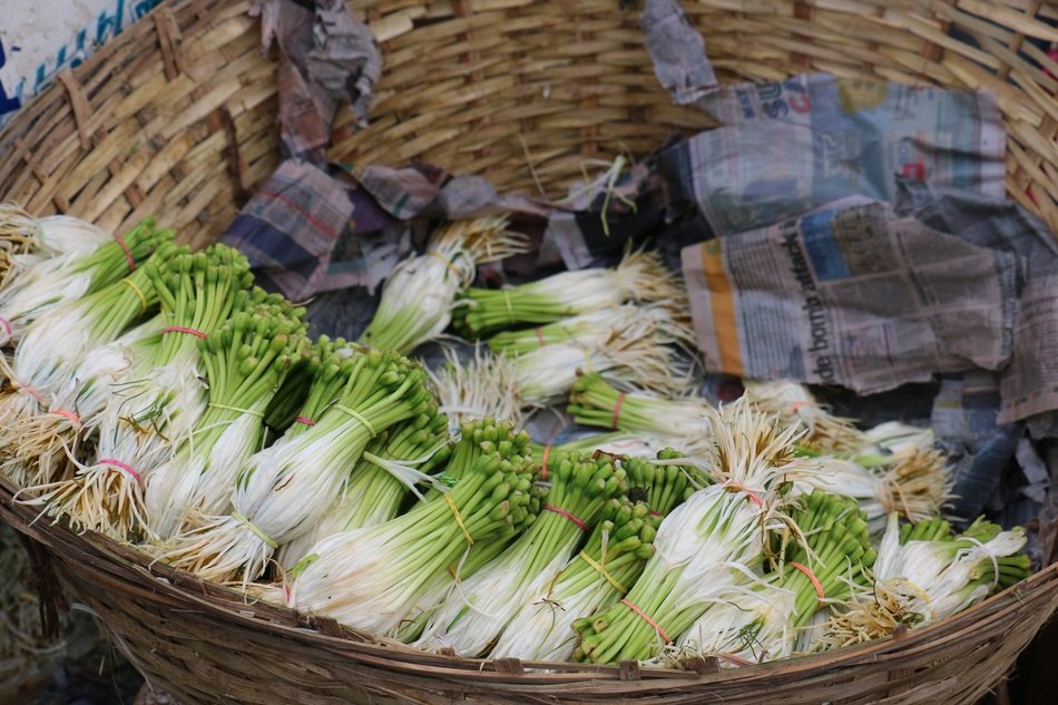 plants and saplings in the basket