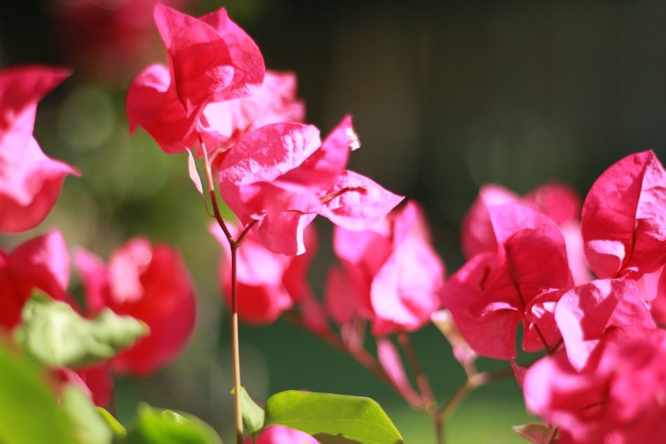 Macro photo of the beautiful pink flowers