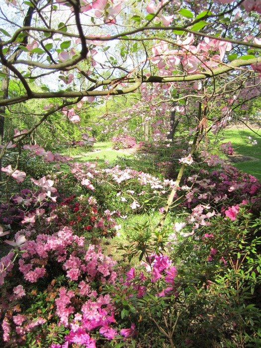 landscape of pink garden flowers