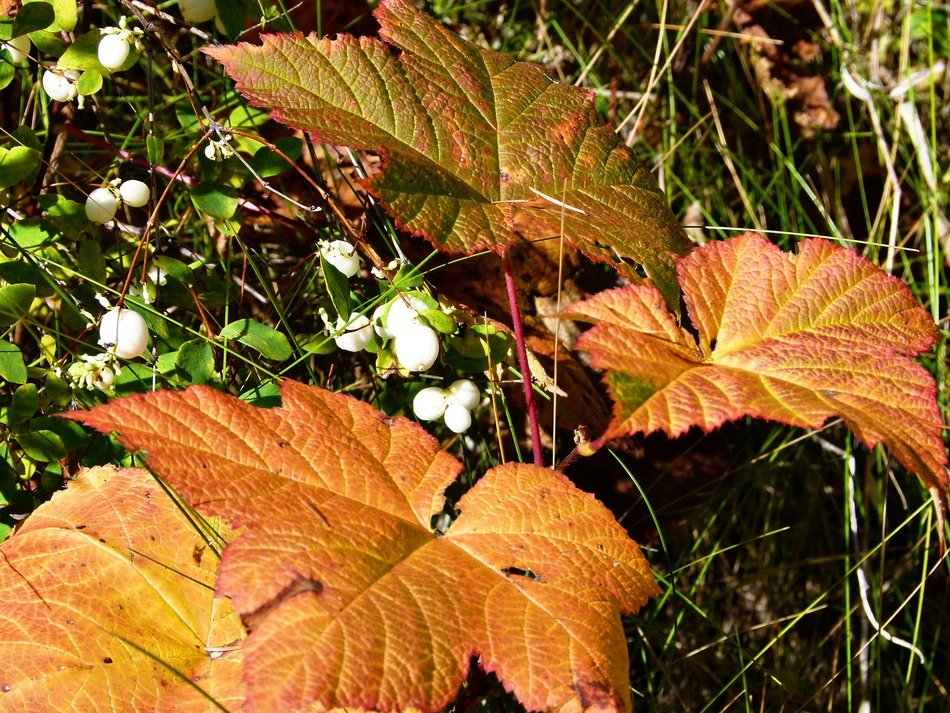 bright maple leaves on the grass in the forest