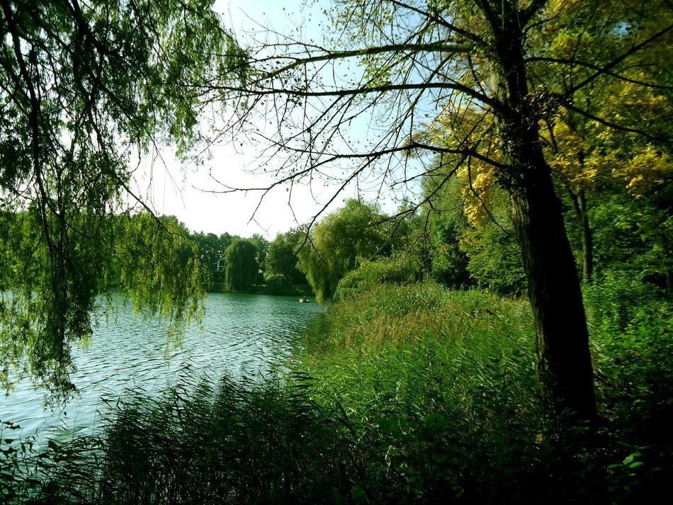 cane and green trees at lake