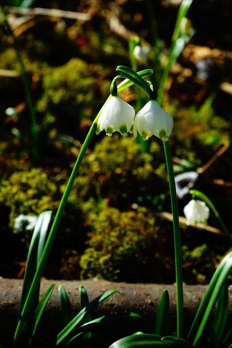 blooming snowflakes in the forest