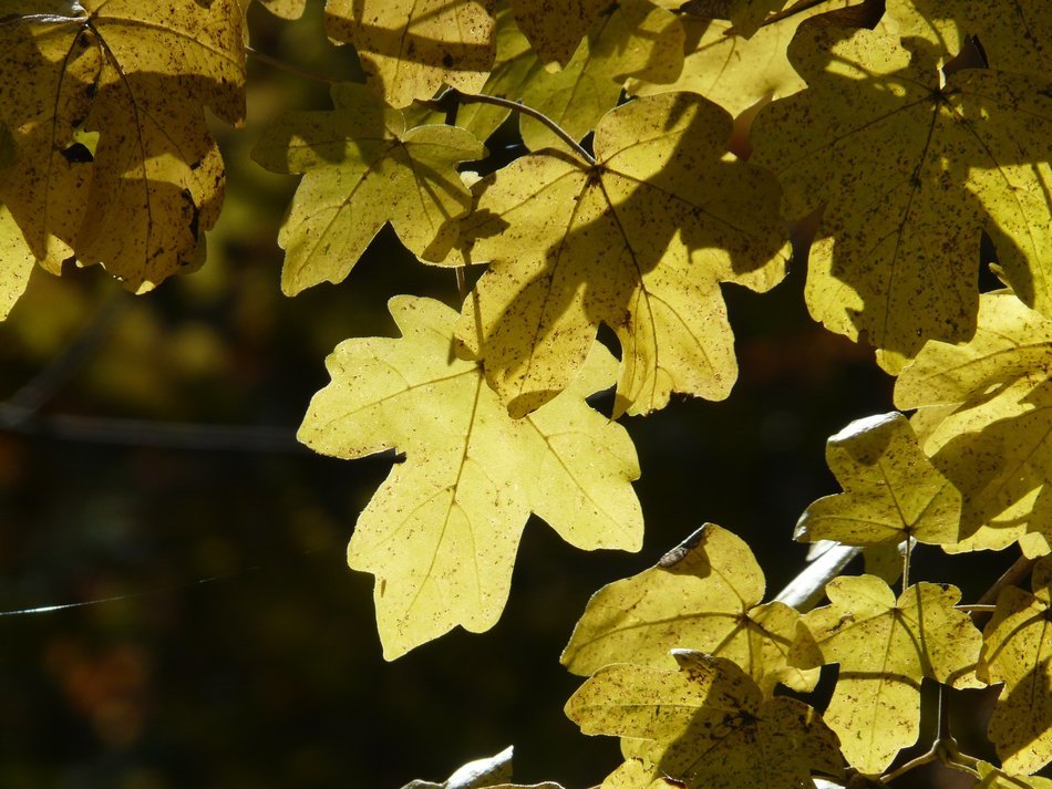 green leaves of field maple
