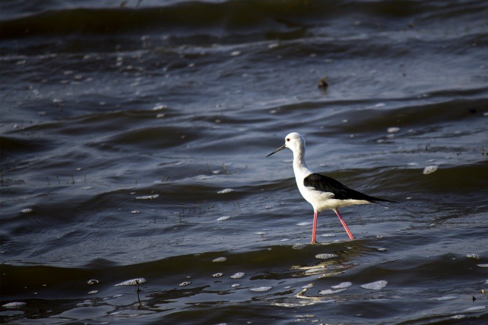 stilt with black wing on the water