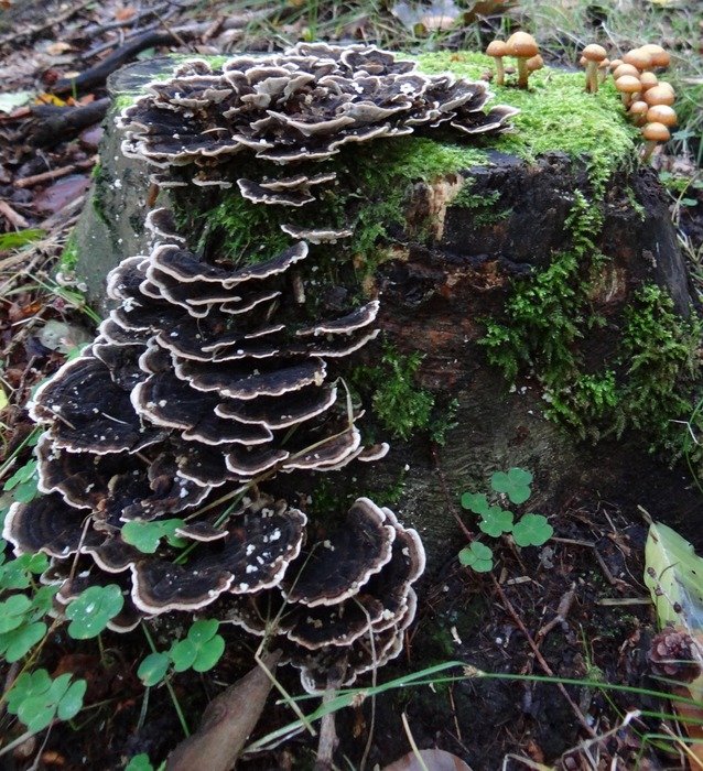 Mushrooms in Europe