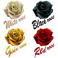 set flowers roses red black white gold inscription emblem logo